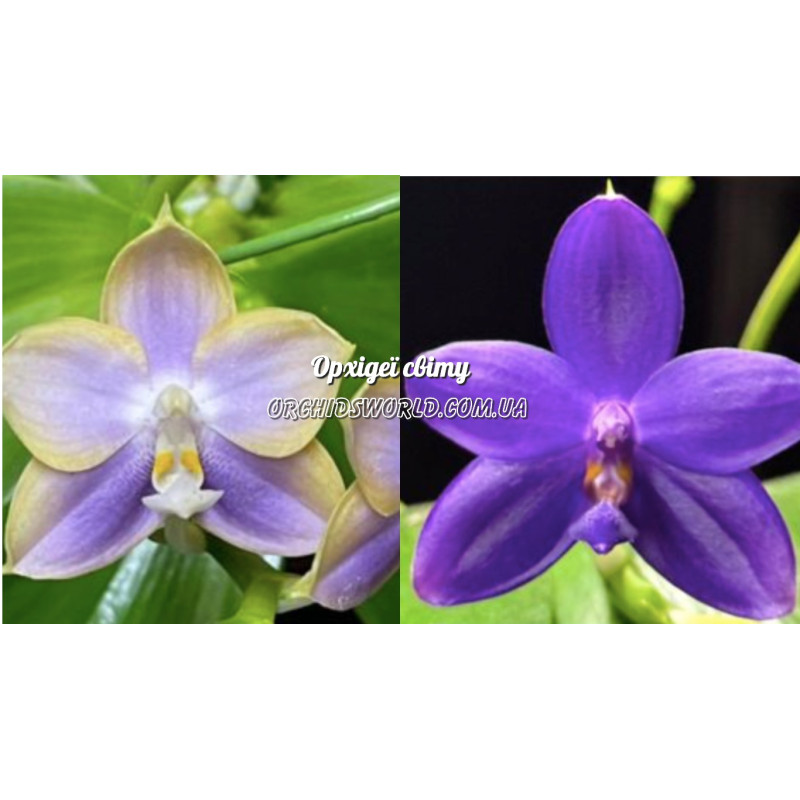Орхидея Phal. Mituo Purple Dragon BLue-2 x (LL Blue Eagle x